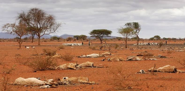Kenya: Cabinet approves Sh4 billion to combat drought conditions