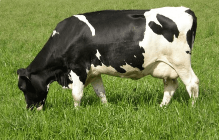 Cow 'owner' told to present its death certificate in court. COURTESY
