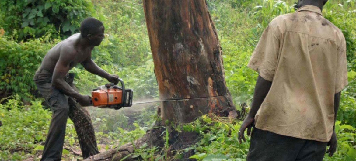 Backlash from Kenyans as president lifts tree cutting ban