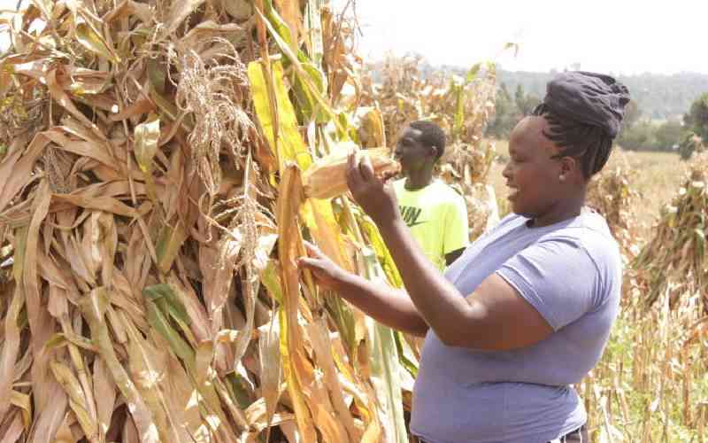 State to declare new maize prices this week