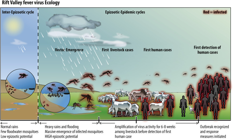 First human case of Rift Valley Fever confirmed