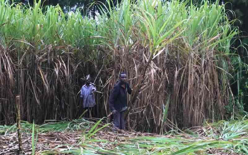 KRA now targets sugarcane farmers after avocado