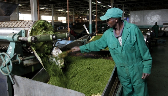 KTDA factories sink into Sh26 billion debt amid financial breaches